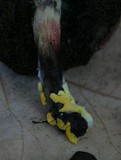 Hypomyces microspermus image