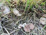 Entoloma conferendum image