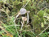 Entoloma fernandae image