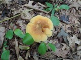 Tapinella atrotomentosa image