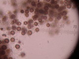 Scleroderma cepa image