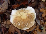Tricholoma lascivum image