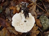 Tricholoma lascivum image