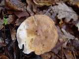 Tricholoma lascivum image