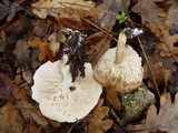 Tricholoma lascivum image