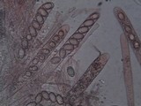 Helvella ephippium image