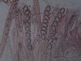Helvella ephippium image