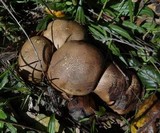 Scleroderma cepa image