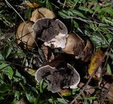 Scleroderma cepa image