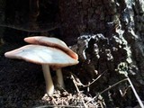 Entoloma flavifolium image