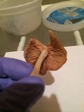 Entoloma flavifolium image