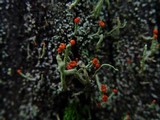 Cladonia floerkeana image
