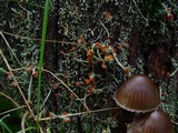 Cladonia floerkeana image