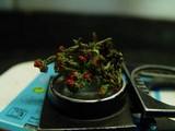 Cladonia floerkeana image