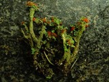 Cladonia floerkeana image
