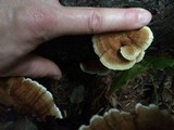 Trametes ochracea image
