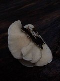 Trametes ochracea image
