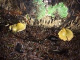 Sarcomyxa serotina image