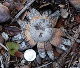 Astraeus pteridis image