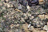 Endocarpon petrolepideum image