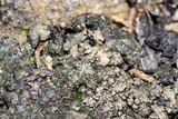 Endocarpon petrolepideum image