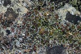 Psora pseudorussellii image