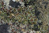 Psora pseudorussellii image