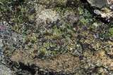 Psora pseudorussellii image