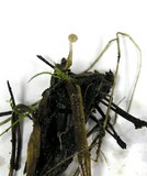 Cudoniella clavus image