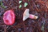 Russula sanguinaria image