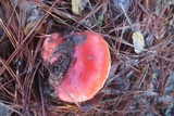 Russula sanguinaria image