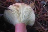 Russula sanguinaria image