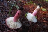 Russula sanguinaria image