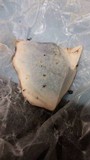 Boletus rubripes image