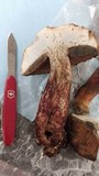 Boletus rubripes image