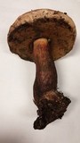 Boletus rubripes image