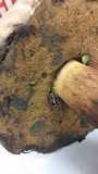 Boletus rubripes image