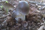 Amanita sect. Vaginatae image