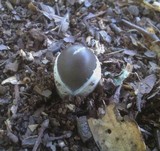 Amanita sect. Vaginatae image