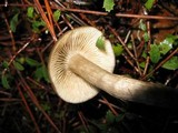 Hygrophorus agathosmus image