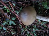 Hygrophorus agathosmus image
