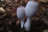 Leucocoprinus cepistipes image