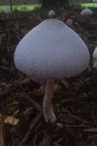 Leucocoprinus cepistipes image