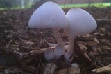 Leucocoprinus cepistipes image