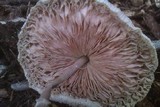 Leucocoprinus cepistipes image