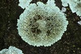 Xanthoparmelia cumberlandia image