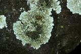 Xanthoparmelia cumberlandia image