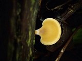 Polyporus leprieurii image