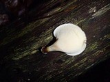 Polyporus leprieurii image