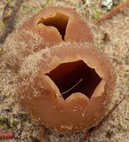 Geopora arenicola image